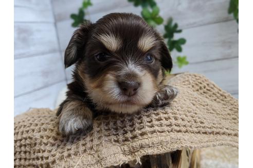 成約済の静岡県のチワックス:チワワ×ミニチュアダックスフンド-100952の1枚目