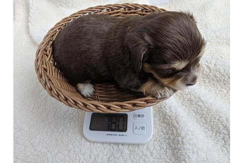 成約済の静岡県のチワックス:チワワ×ミニチュアダックスフンド-100952の3枚目