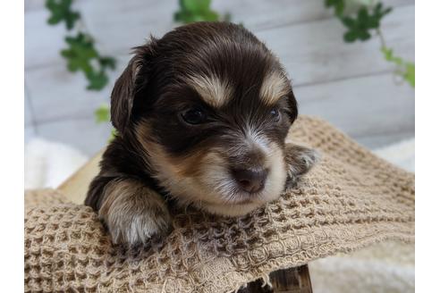 成約済の静岡県のチワックス:チワワ×ミニチュアダックスフンド-100952の4枚目