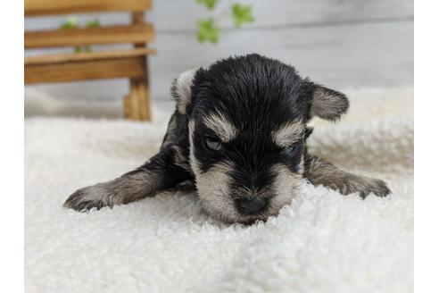 成約済の静岡県のミニチュアシュナウザー-100954の5枚目