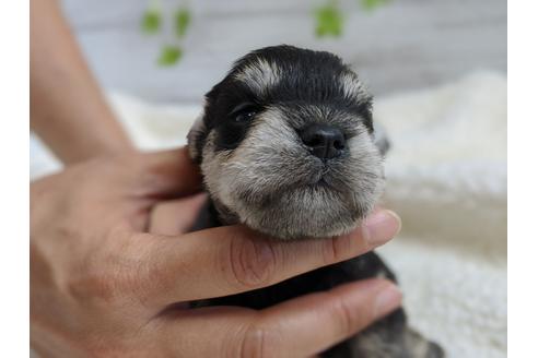 成約済の静岡県のミニチュアシュナウザー-100954の6枚目
