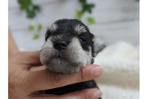 成約済の静岡県のミニチュアシュナウザー-100954の3枚目