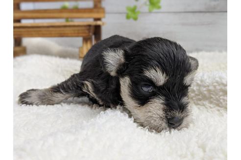 成約済の静岡県のミニチュアシュナウザー-100954の4枚目