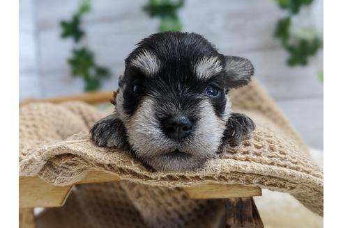 成約済の静岡県のミニチュアシュナウザー-100954