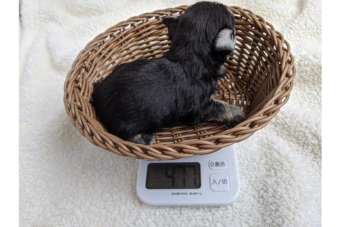 成約済の静岡県のミニチュアシュナウザー-100954の2枚目