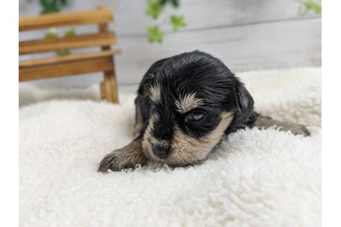 成約済の静岡県のミニチュアシュナウザー-100955の4枚目