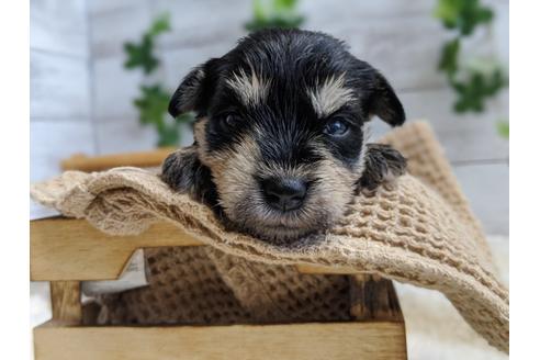 成約済の静岡県のミニチュアシュナウザー-100955の1枚目