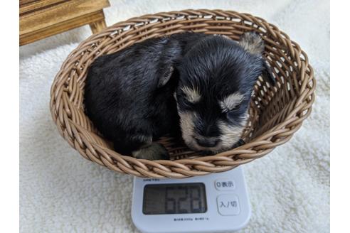 成約済の静岡県のミニチュアシュナウザー-100955の3枚目