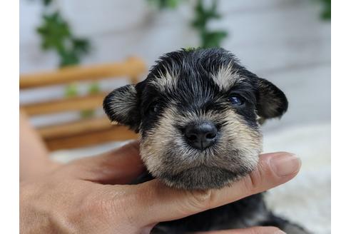 成約済の静岡県のミニチュアシュナウザー-100955の2枚目