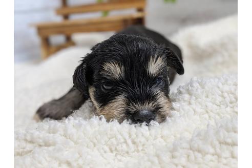 成約済の静岡県のミニチュアシュナウザー-100956の4枚目
