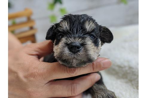 成約済の静岡県のミニチュアシュナウザー-100956の1枚目