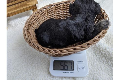 成約済の静岡県のミニチュアシュナウザー-100956の3枚目