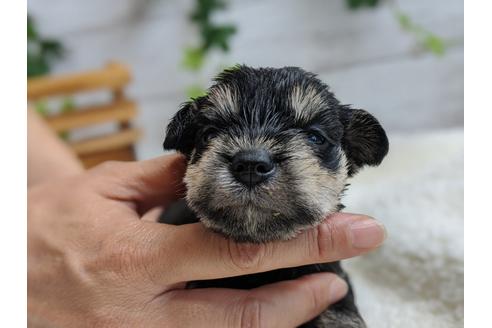 成約済の静岡県のミニチュアシュナウザー-100956の2枚目