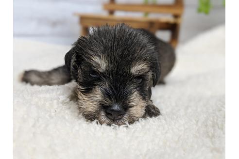 成約済の静岡県のミニチュアシュナウザー-100957の5枚目