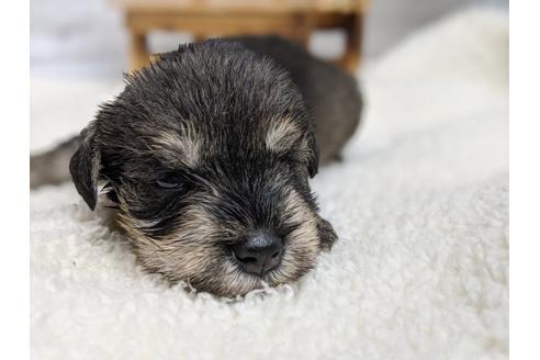 成約済の静岡県のミニチュアシュナウザー-100957の3枚目