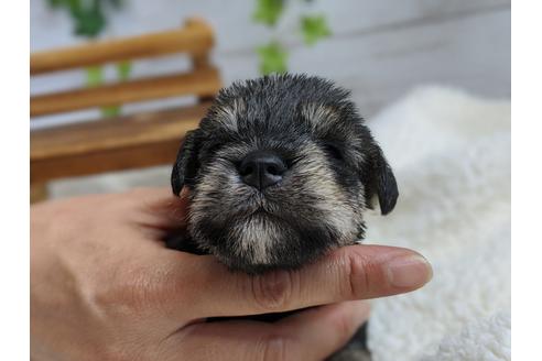 成約済の静岡県のミニチュアシュナウザー-100957の4枚目