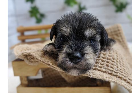 成約済の静岡県のミニチュアシュナウザー-100957の1枚目