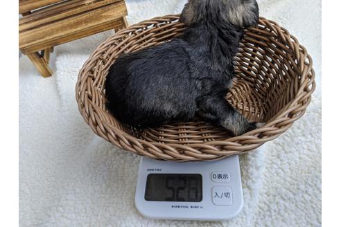 成約済の静岡県のミニチュアシュナウザー-100957の2枚目