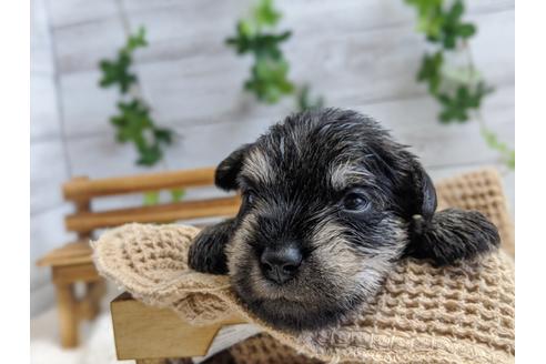 成約済の静岡県のミニチュアシュナウザー-100958の1枚目