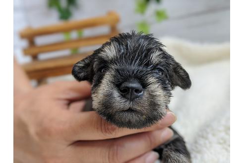 成約済の静岡県のミニチュアシュナウザー-100958の3枚目