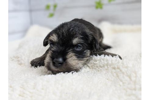 成約済の静岡県のミニチュアシュナウザー-100958の2枚目