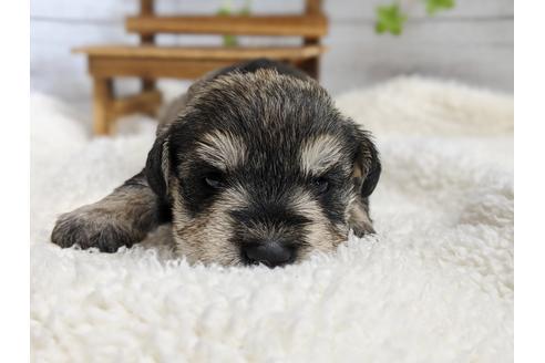 成約済の静岡県のミニチュアシュナウザー-100959の1枚目