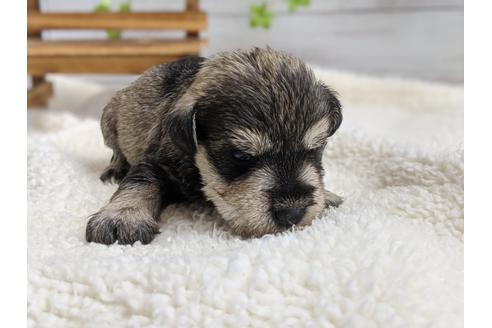 成約済の静岡県のミニチュアシュナウザー-100959の4枚目