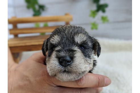 成約済の静岡県のミニチュアシュナウザー-100959の3枚目