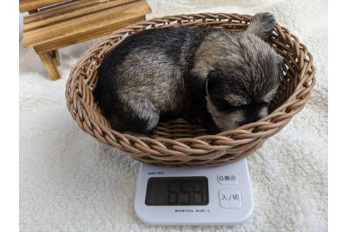 成約済の静岡県のミニチュアシュナウザー-100959の2枚目