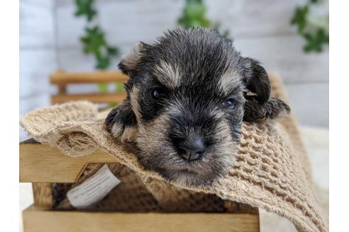 成約済の静岡県のミニチュアシュナウザー-100960の1枚目