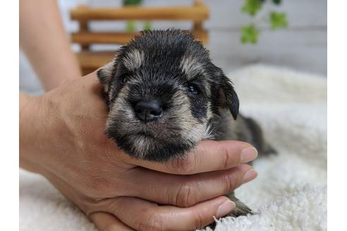 成約済の静岡県のミニチュアシュナウザー-100960の3枚目