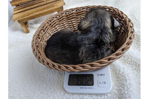 成約済の静岡県のミニチュアシュナウザー-100960の2枚目