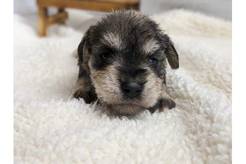 成約済の静岡県のミニチュアシュナウザー-100961の1枚目