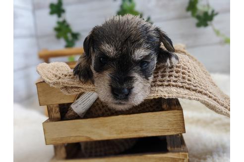 成約済の静岡県のミニチュアシュナウザー-100961の3枚目