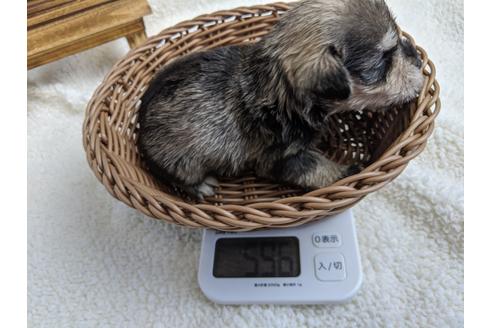 成約済の静岡県のミニチュアシュナウザー-100961の4枚目
