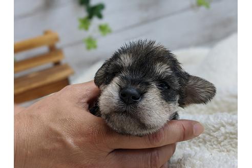 成約済の静岡県のミニチュアシュナウザー-100961の2枚目