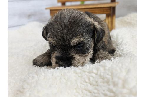 成約済の静岡県のミニチュアシュナウザー-100963の4枚目