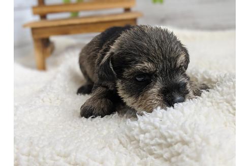 成約済の静岡県のミニチュアシュナウザー-100963の5枚目