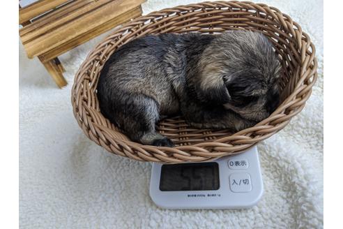 成約済の静岡県のミニチュアシュナウザー-100963の3枚目