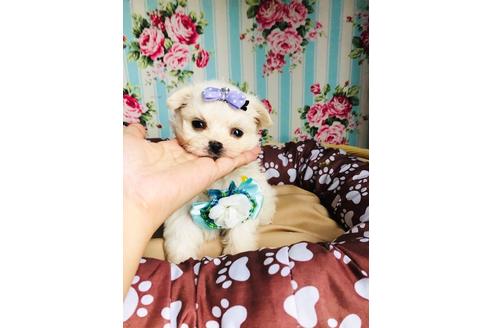 成約済の秋田県のミックス犬-100969の3枚目