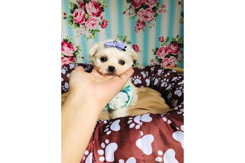 成約済の秋田県のミックス犬-100969の2枚目