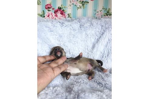 成約済の秋田県のチワックス:チワワ×ミニチュアダックスフンド-100974の3枚目