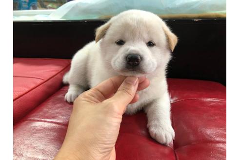 成約済の京都府の柴犬-101008の1枚目