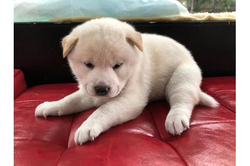 成約済の京都府の柴犬-101008の4枚目