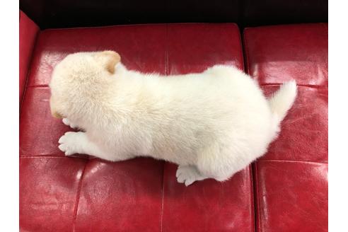 成約済の京都府の柴犬-101008の3枚目