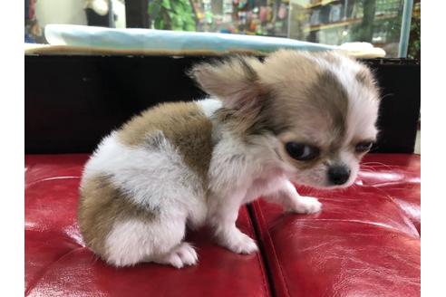 成約済の京都府のチワワ(ロングコート)-101018の4枚目