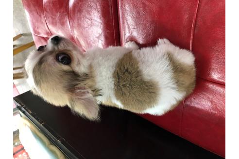 成約済の京都府のチワワ(ロングコート)-101018の3枚目