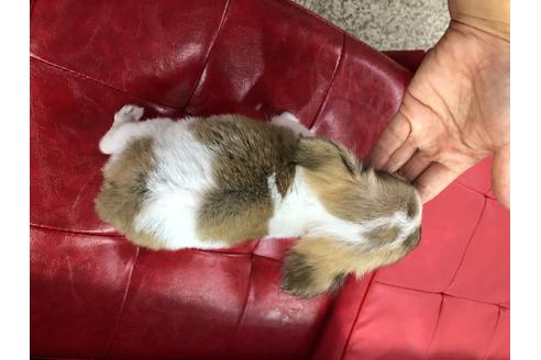 成約済の京都府のチワワ(ロングコート)-101018の2枚目