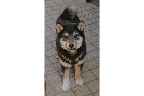 成約済の東京都の柴犬-101023