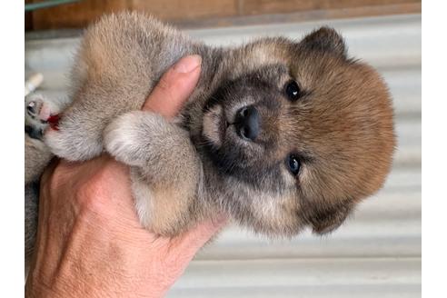 成約済の広島県の柴犬-101024の1枚目